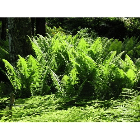 - Peel-n-Stick Poster of Fern Nature Green Forest Glade Plant Poster 24x16 Adhesive Sticker Poster Print