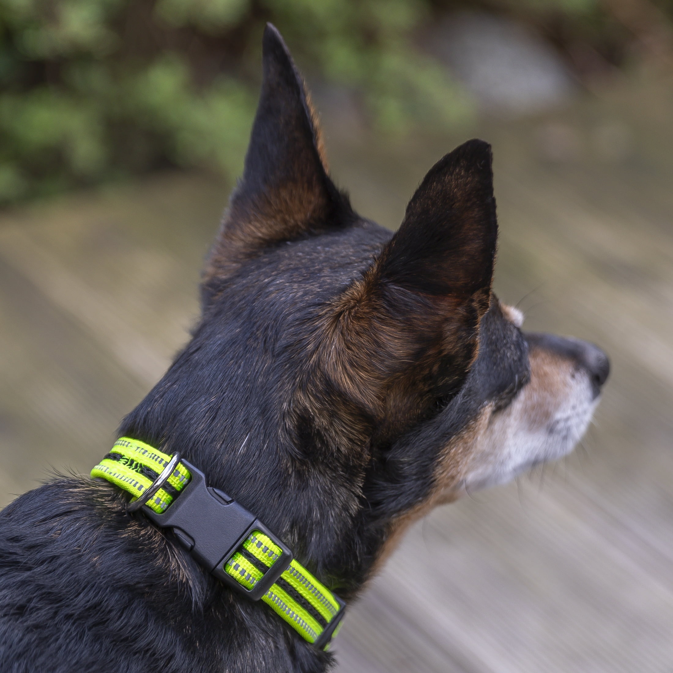 Vibrant Life Reflective Adjustable Dog Collar, Neon Yellow & Black, Small