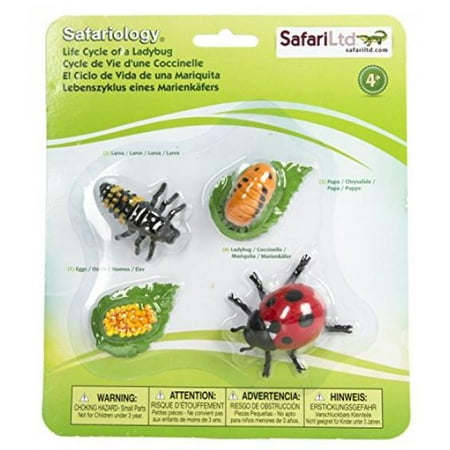 Safari Ltd Safariology Collection - Life Cycle of a Ladybug - Includes Egg, Larva, Pupa, and Ladybug Replicas - Educational Hand Painted Figurines - Quality Construction from Safe and BPA Free