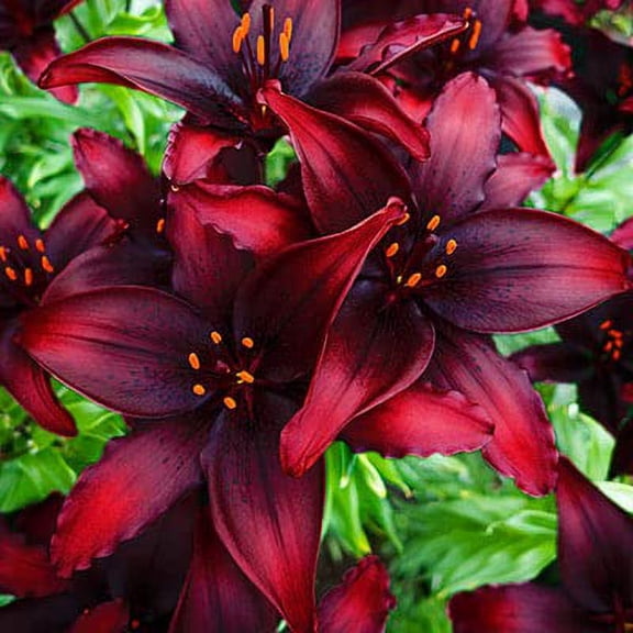 CZ Grain Blacklist Asiatic Lily Plant Bulbs (5 Count)