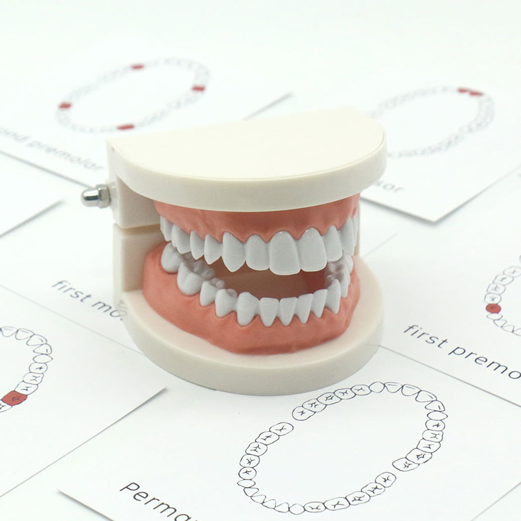 Teeth Demonstration Model Dental Teaching Model Dental Teeth Model Separable Plastic Teeth Endodontic Student Educational Tool 