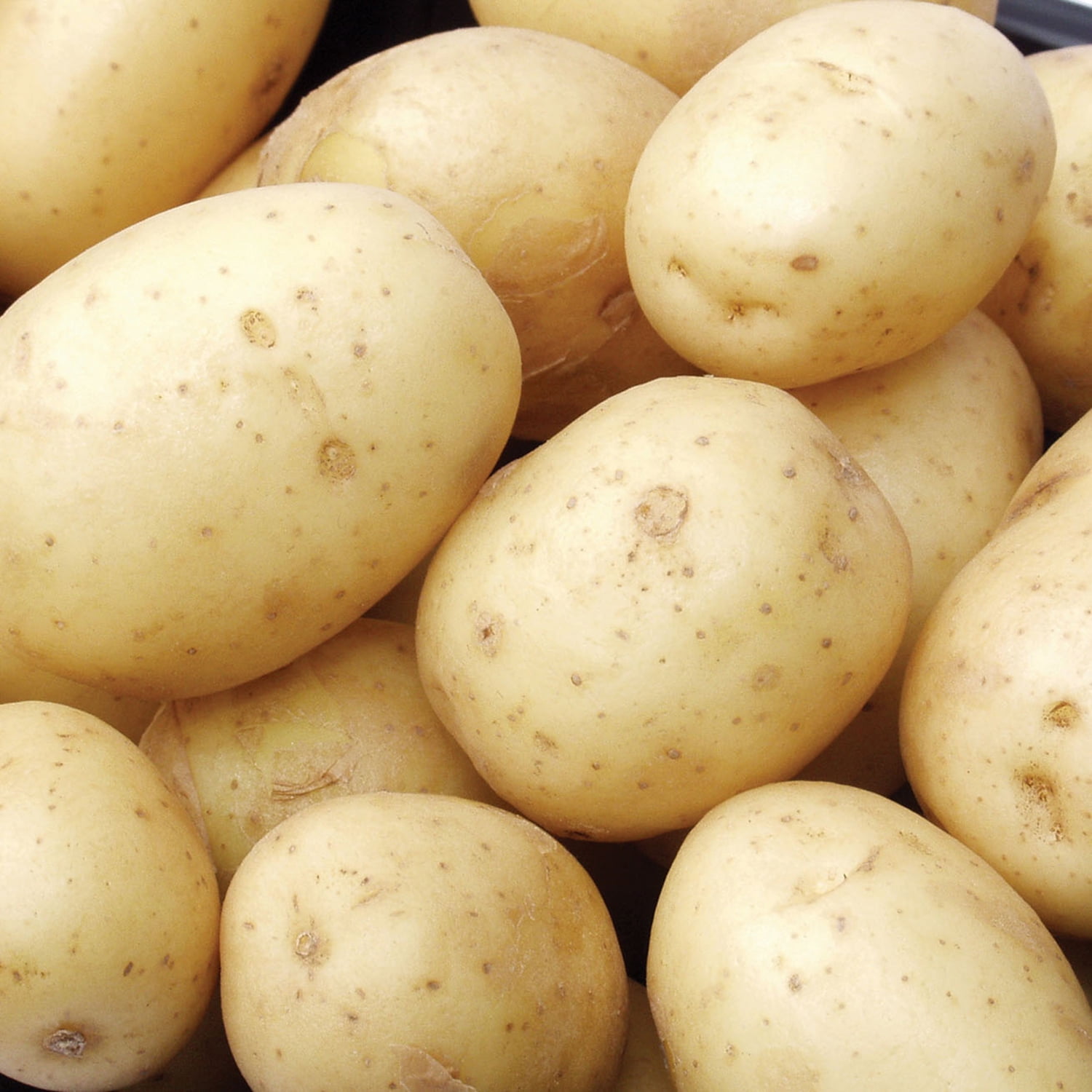 Expert Gardener White Superior Seed Potatoes, Set of 5 Dormant Tubers, Full Sun, Annual