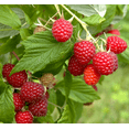 thumbnail image 4 of Set 2 Caroline Red Raspberry Plants Live, Sweet Raspberries Fruit Seedlings, Size 5-8 Inch Tall for Planting, 4 of 8