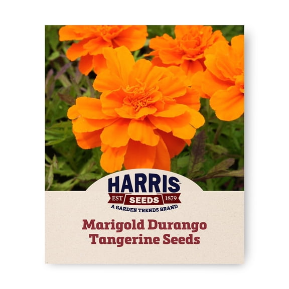 Harris Seeds Marigold Durango Tangerine Seeds, Anemone Type, Non-GMO, 500 Count