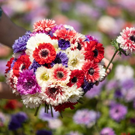 Eden Brothers Anemone Bulbs - Double Mix