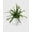 3_FERN_LEMON.BUTTON, variant on Fern 'Lemon Button' - Live Air-Purifying Indoor Plant in Nursery Pot – Easy Care, Low Maintenance Houseplant for Home & Office Decor, Natural Air Cleaner, Best for Beginners (4"Pot, NurseryPot)