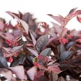 thumbnail image 5 of Expert Gardener Crimson Fire Dwarf Loropetalum (3 Gallon) Flowering Evergreen Shrub with Purple Foliage - Full Sun Live Outdoor Plant, 5 of 8