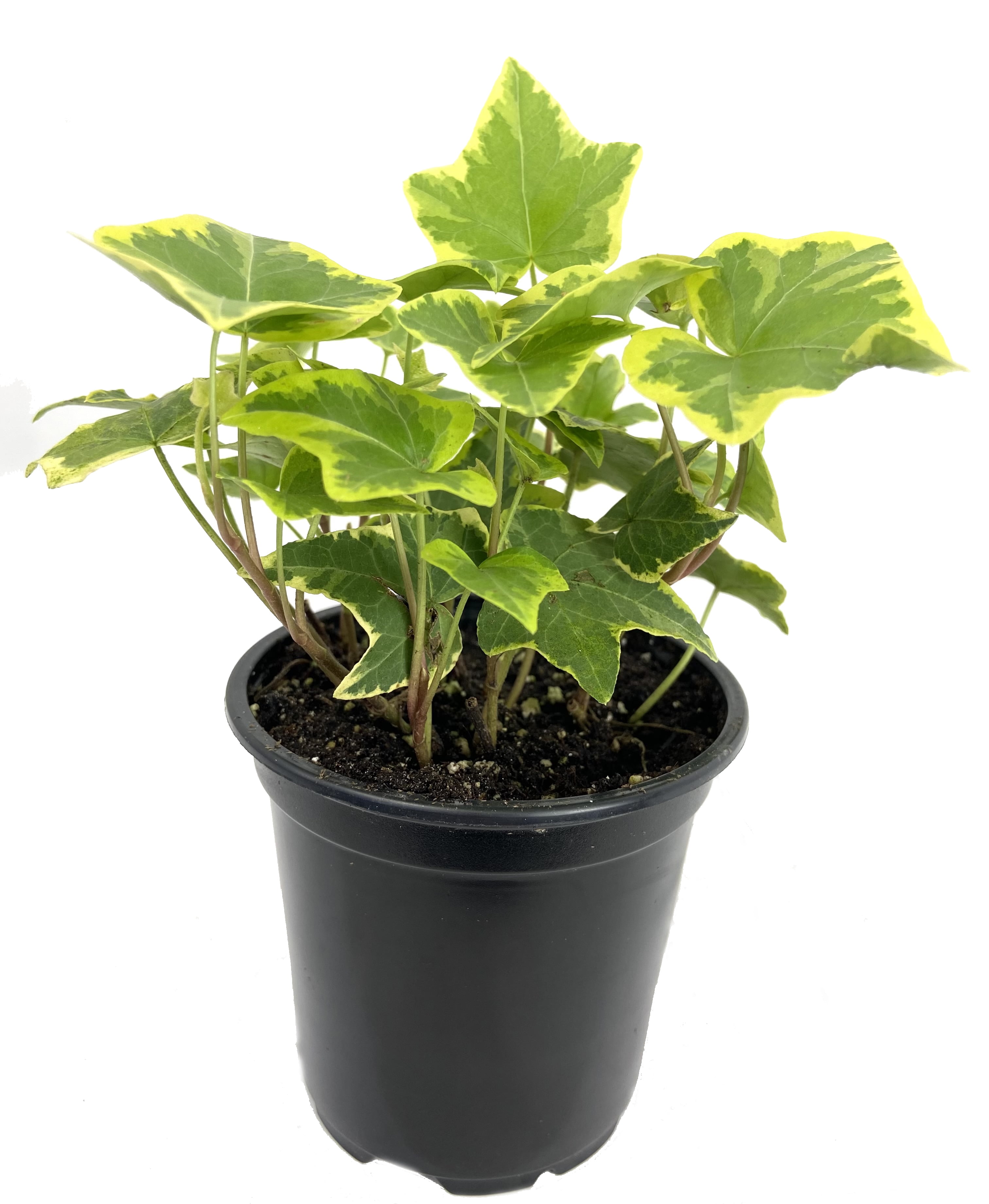 Golden English Ivy Live Plant in a 4 inch Pot Hedera Helix