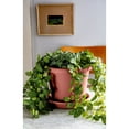 thumbnail image 3 of The HC Companies 14 In Plastic Indoor Outdoor Classic Planter, Terra Cotta, 3 of 4