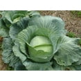 thumbnail image 1 of 500 FLAT DUTCH Late CABBAGE Brassica Oleracea Capitata Vegetable Seeds, 1 of 3