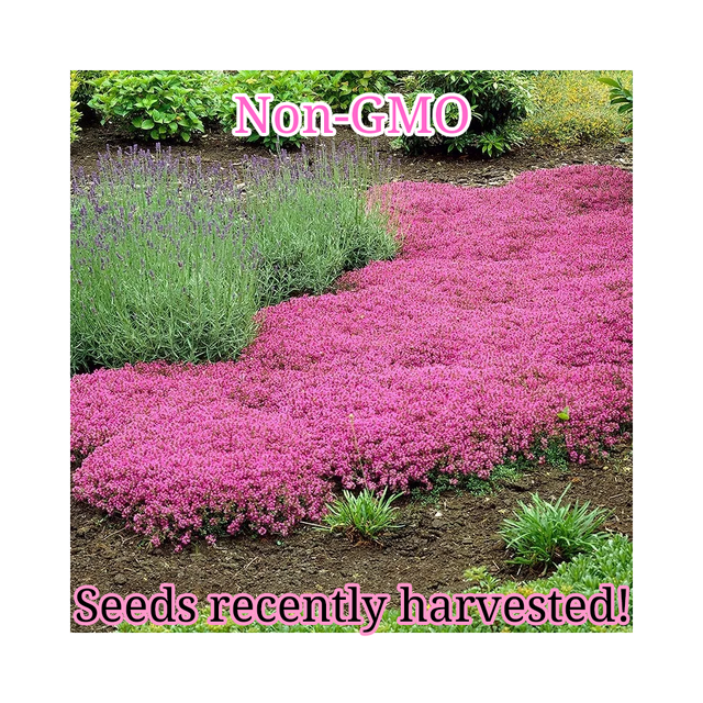 Creeping Thyme Seeds NonGMO Bulk Groundcover Seeds