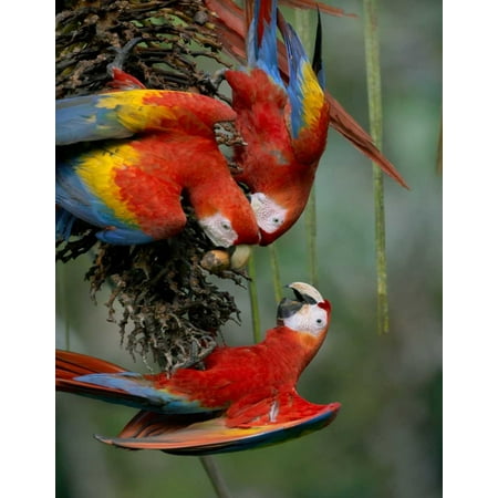 Scarlet Macaw trio feeding on palm fruits Costa Rica Poster Print by Tim