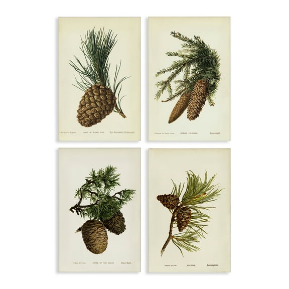 Stupell Industries Pinecone Latin Studies Plants & Flowers Painting Wrapped Canvas Art Print Wall Art, 16 x 24, Set of 4