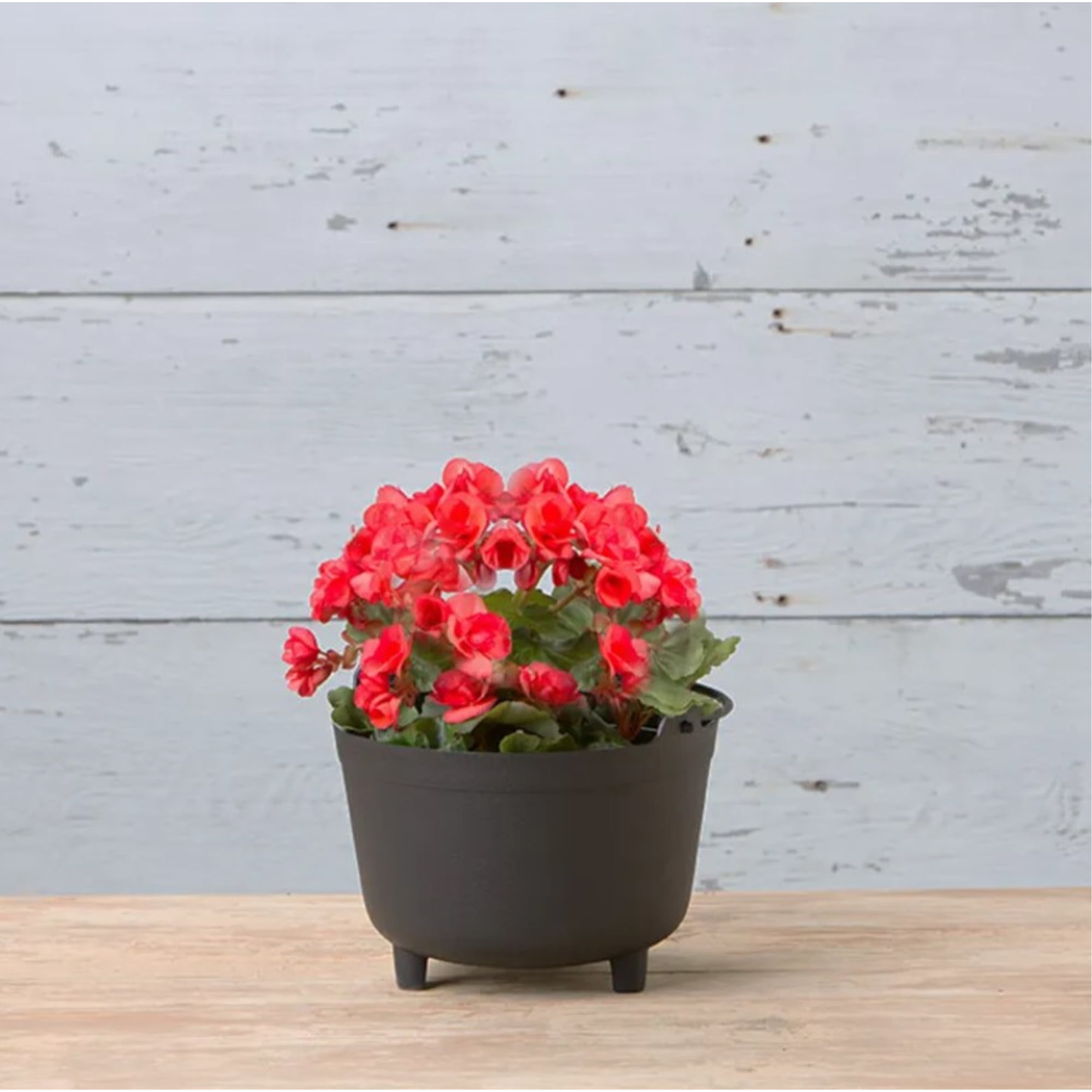 Root & Vessel Antique Kettle Planter, Black, 15"
