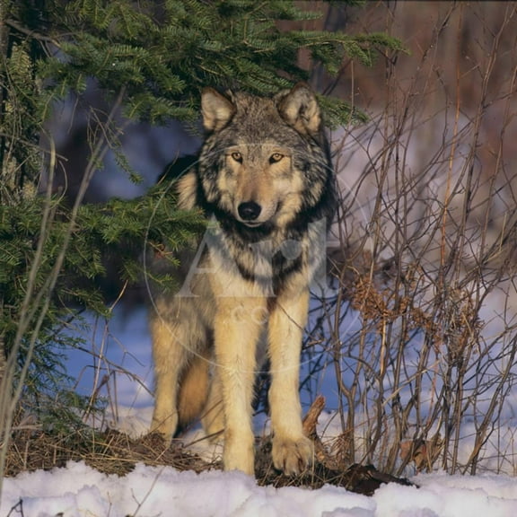 Gray Wolf in Trees, Unframed Photographic Print Wall Art by DLILLC Sold by Art.Com