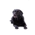 thumbnail image 2 of Labrador Sitting Wall Decal WM102401 by Wallmonkeys (24 in H x 16 in W), 2 of 4
