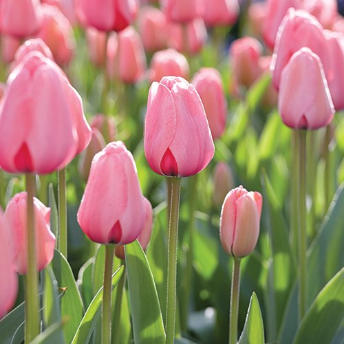 Tulip Pink Impression, 12Pack