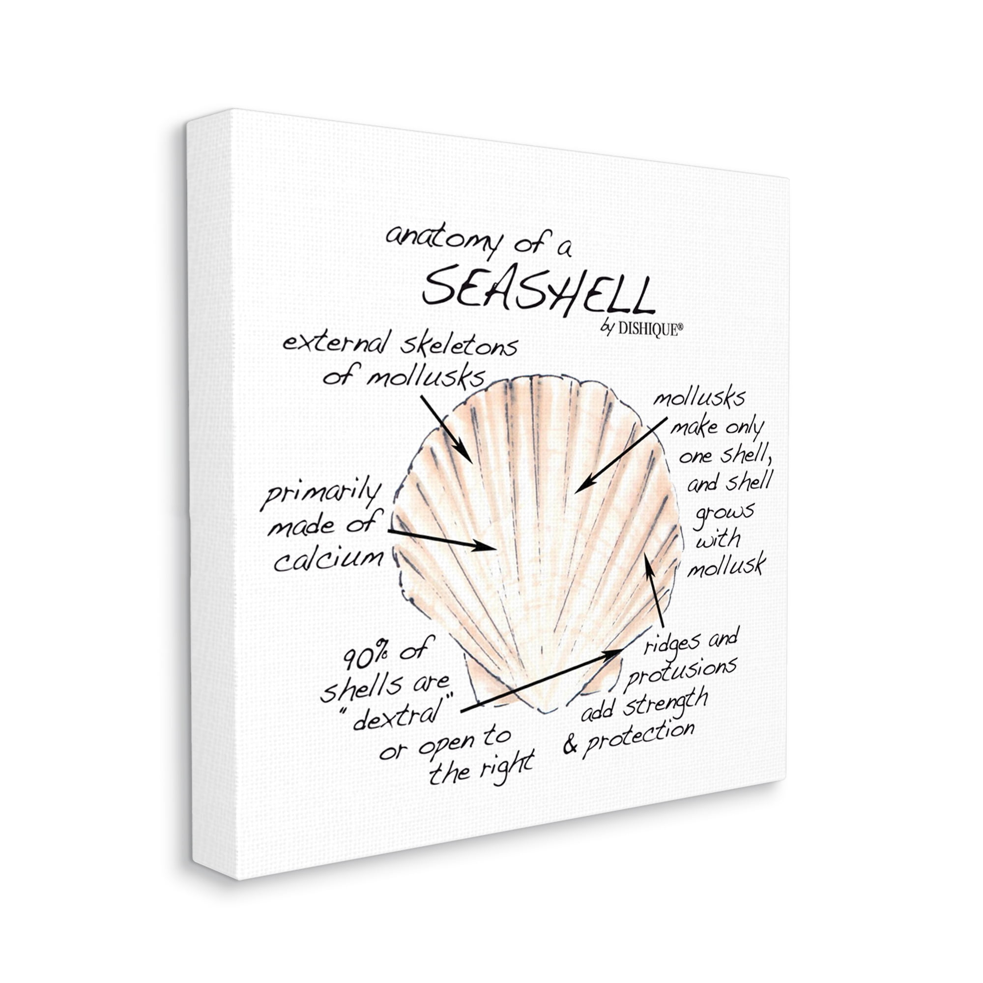 Stupell Industries Anatomy of Seashell Educational Marine Life Facts Chart Graphic Art Gallery Wrapped Canvas Print Wall Art, Design by Dishique