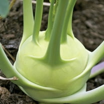 Kohlrabi White Vienna Seeds