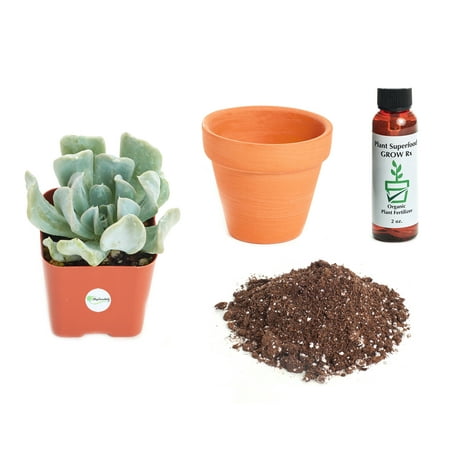 Echeveria Plant - Shop Succulents Echeveria Runyonii 'Topsy Turvy' 2In Plant Kit