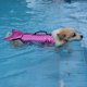 thumbnail image 1 of Chaleco salvavidas ajustable ShuxiuWang para perros pequeños con alta flotabilidad, 1 of 3