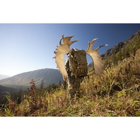 Moose Trophy Antler - Male Moose Hunter Stops To Enjoy The View As He Hikes Out Of Hunt Area With Trophy Moose Antler On His Pack Bird Creek Drainage Area Chugach Mountains Chugach National Forest Southcentral Alaska Autum