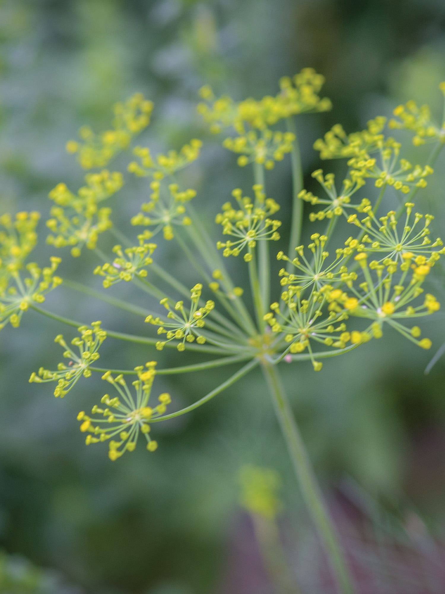Burpee Dill Fernleaf Annual Herb Seed, 1-Pack, Full Sun