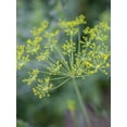 thumbnail image 3 of Burpee Dill Fernleaf Annual Herb Seed, 1-Pack, Full Sun, 3 of 3