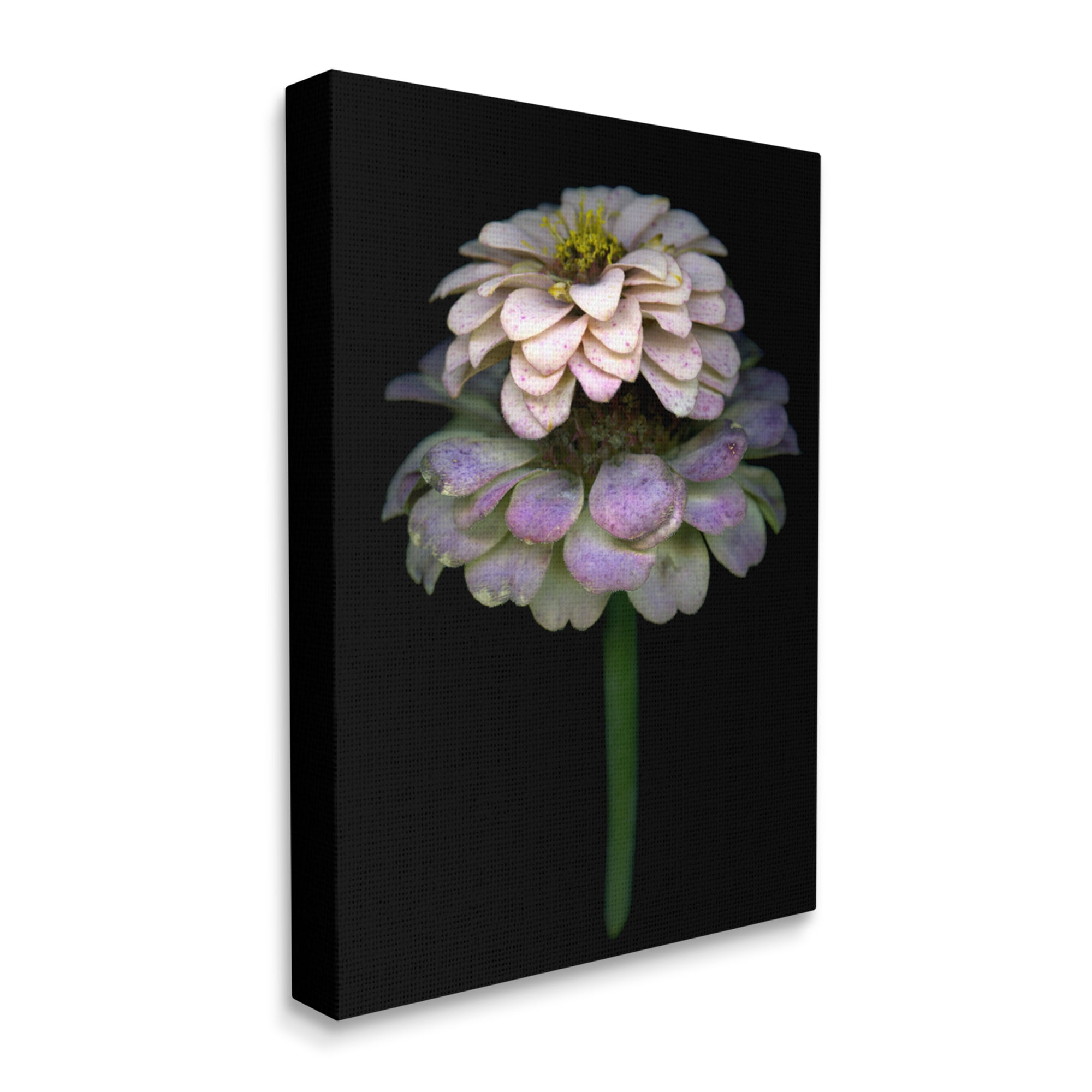 Stupell Industries Dahlia Bud Photography Botanical & Floral Photography Gallery Wrapped Canvas Print Wall Art, 16 x 20