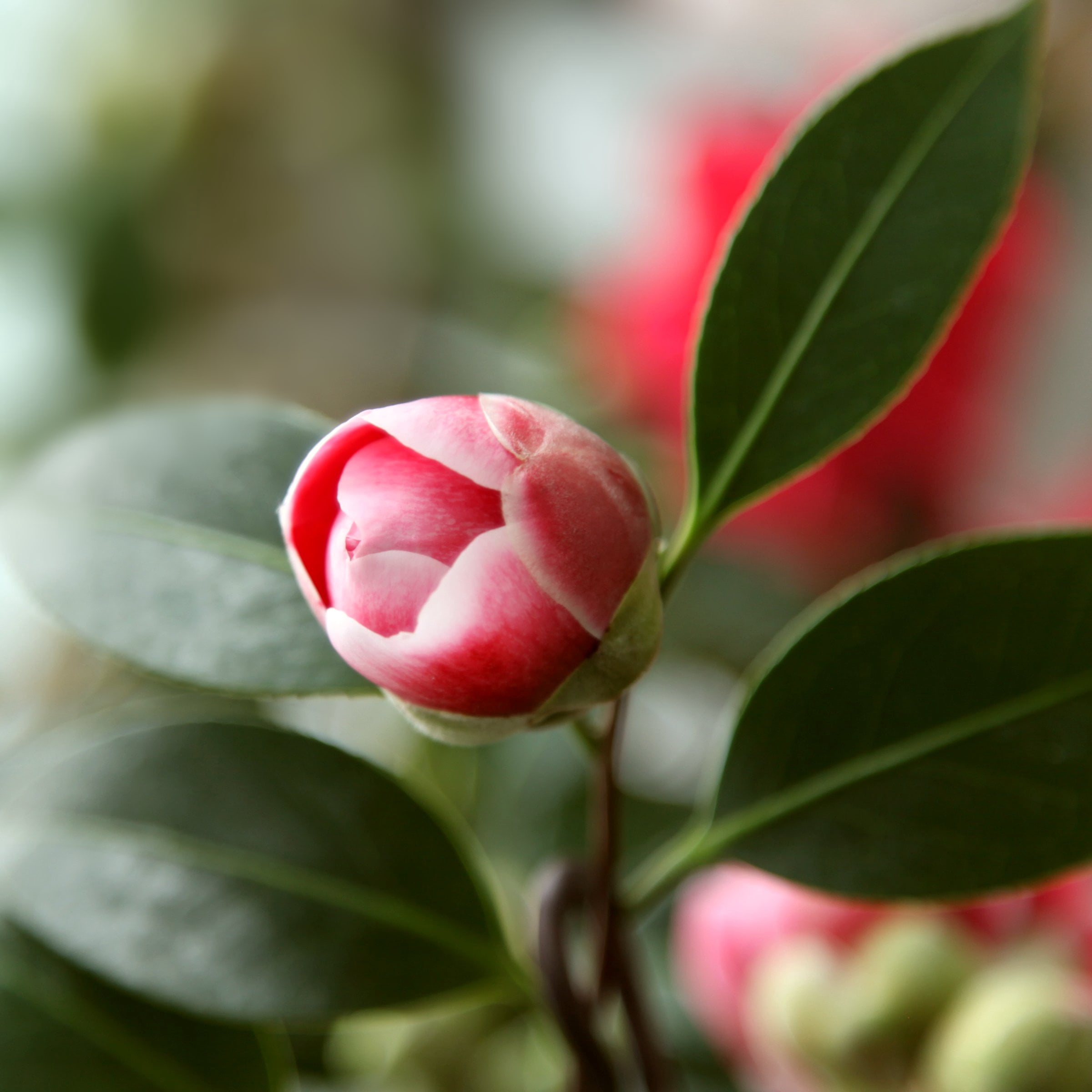 National Plant Network 3 gal. Camellia Japonica Sadaharu Oh Shrub