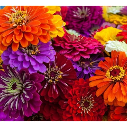 Zinnia California Giant Flower Seeds, 100 Heirloom Flower Seeds Per Packet, Non GMO Seeds, Botanical Name: Zinnia elegans, Plant Height: 48" Plant Spacing: 6", Full Sun
