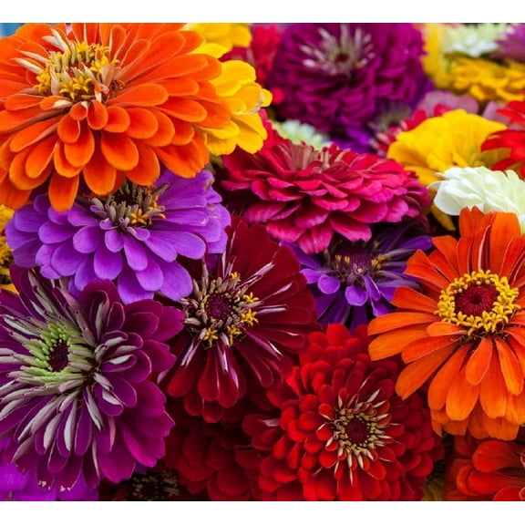 Zinnia California Giant Flower Seeds, 100 Heirloom Flower Seeds Per Packet, Non GMO Seeds, Botanical Name: Zinnia elegans, Plant Height: 48" Plant Spacing: 6", Full Sun