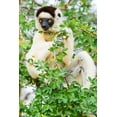 thumbnail image 2 of Hogstrom, Inger 17x24 Black Ornate Wood Framed with Double Matting Museum Art Print Titled - Madagascar-Berenty-Berenty Reserve Verreauxs sifaka eating leaves in a tree, 2 of 4