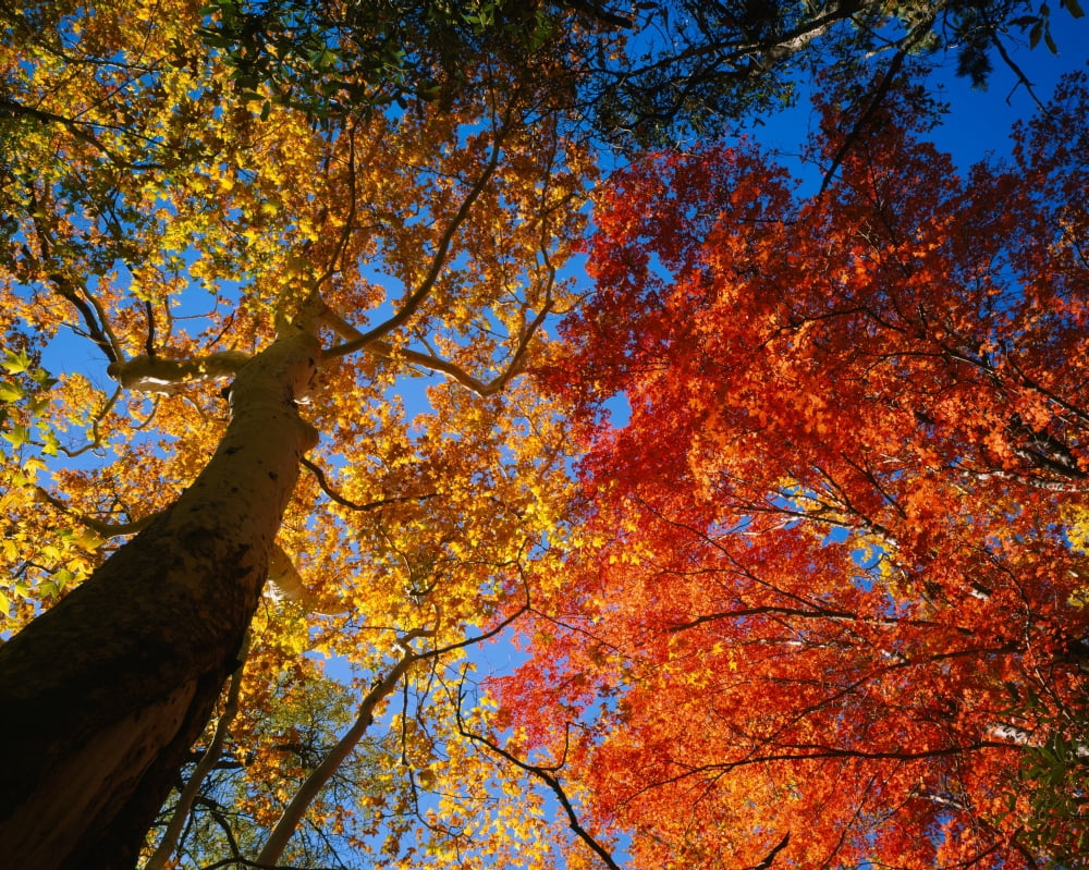 Low angle view of a sycamore tree and Bigtooth maple (Acer grandidentatum) tree in the forest Garden Canyon Huachuca Mountains Coronado National Forest Arizona USA Canvas Art - Panoramic Images (29 x