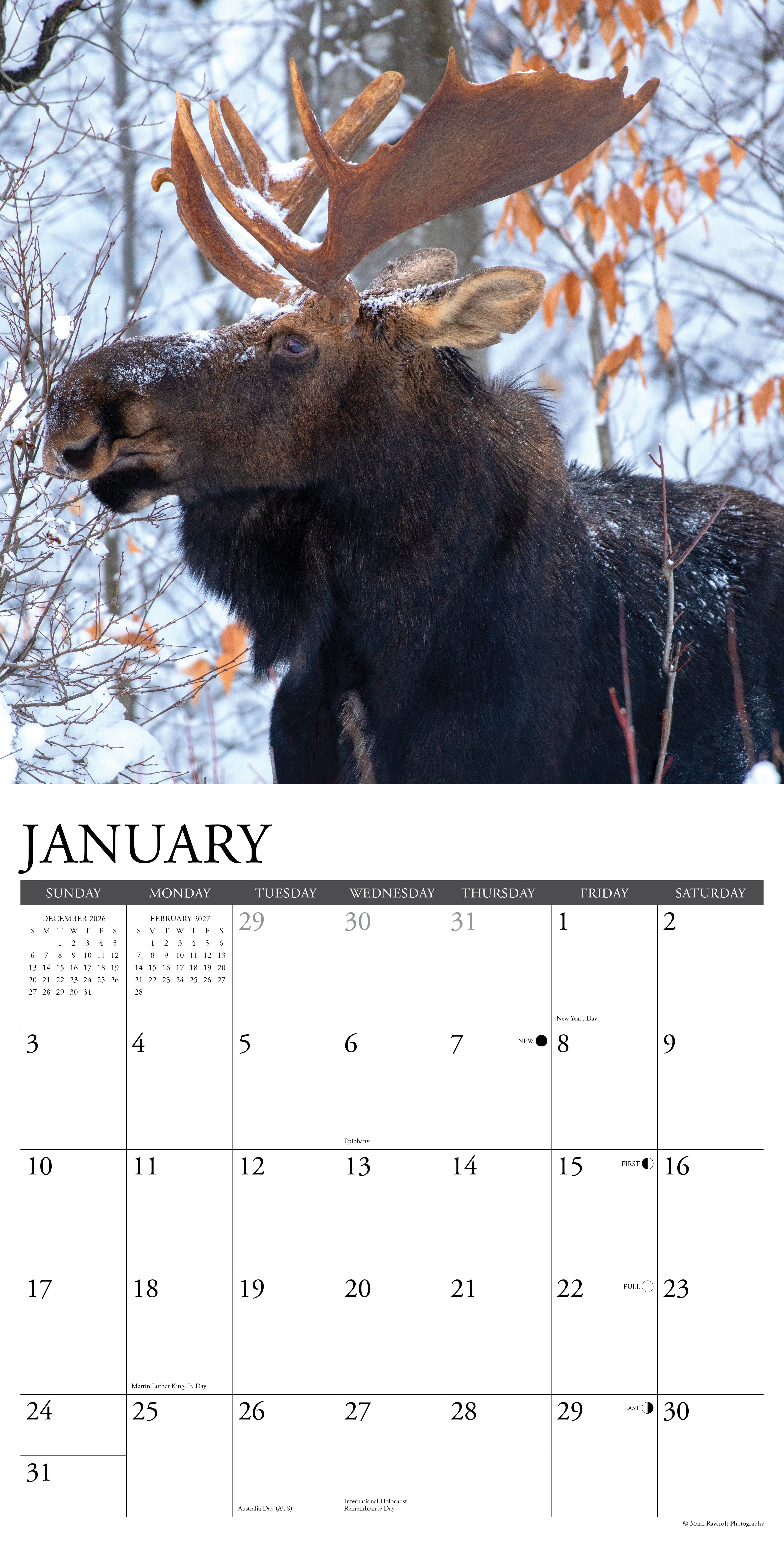 Willow Creek Press, Moose 2027 Wall Calendar