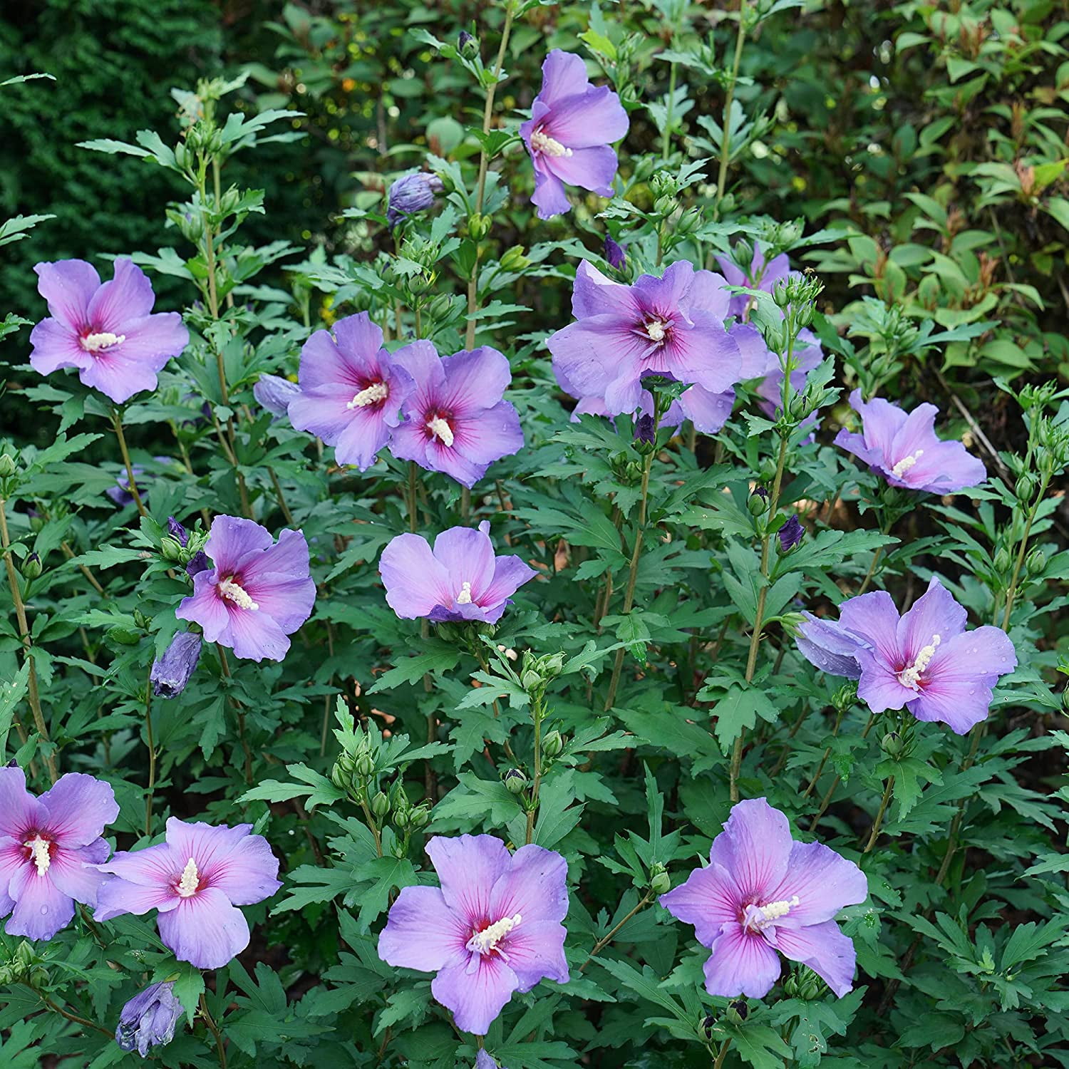 Proven Winners ColorChoice Paraplu Violet Hibiscus Live Shrub (2 Gallon)