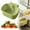 Green, variant on 2025 Upgraded Self-Cleaning Sink Strainer Basket – Sink Food Catcher with Bottom Release, Kitchen Sinks Food Waste Collector (white)