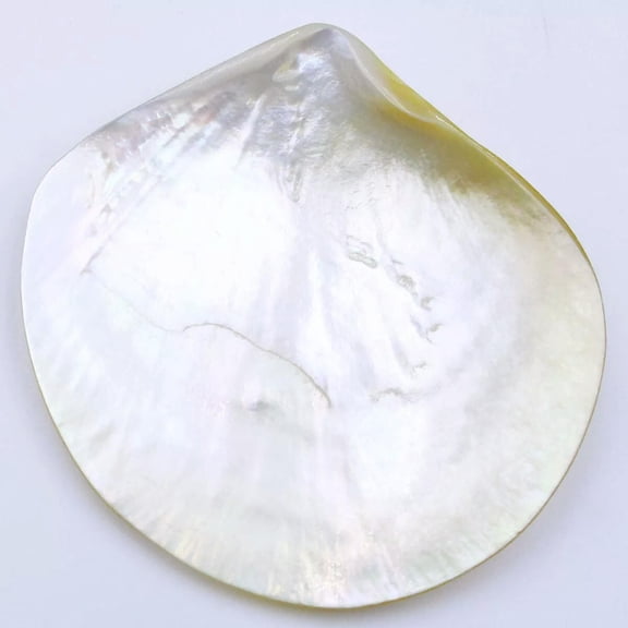 K-KED 70mm-80mm Shell Natural Light Golden Mother of Pearl Collectibles Dish