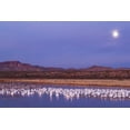 thumbnail image 2 of Illg, Cathy and Gordon 24x17 Gold Ornate Wood Framed with Double Matting Museum Art Print Titled - New Mexico Moonset over snow geese, 2 of 4