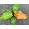thumbnail image 5 of Prince of Orange Philodendron - Live Plant in a 4 Inch Pot - Philodendron Erubescens - Extremely Rare and Beautiful Indoor Houseplant - A Rare Tropical Masterpiece, 5 of 5