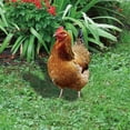 lizheee-poultry-decoration-yard-insert-rooster-acrylic-gardening