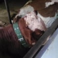 thumbnail image 3 of Thickened Cow Neck Collar Adjustable Farm Animals Selection Buckle Adjustable Heavy Duty for Farm Hunting 150cm, 3 of 9