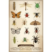 The Most Famous Insects Vintage Book Page Diagram Insect Wall Art of Moths and Butterflies butterfly Illustrations Insect Poster Moth Print Cool Wall Art Print Poster 12x18