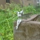 thumbnail image 3 of Estatua de hadas para jardín, decoración del hogar, escultura artesanal de resina, estatua de ángel realista, estatua de hadas, decoración de jardín al aire libre, 3 of 5