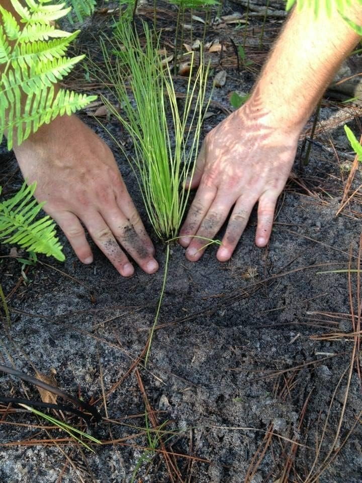 Longleaf Pine Tree  3 Live Plants  Pines Palustris  Hardy Fast Growing Evergreen Eco-Friendly Trees