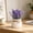 typeB, variant on Decorative Artificial Lavender , Flower in White Pot for Shelf & Table Decor