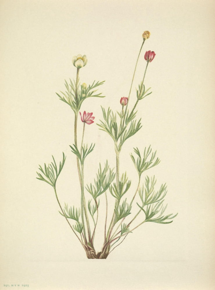 N American Wild Flo