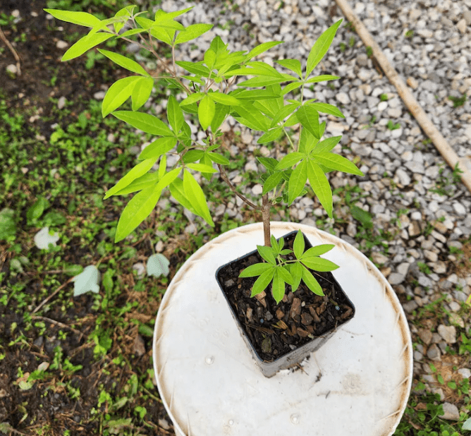 Set 2 Vitex Plants Live for Planting, Lilac Chastetree Plants Lilac Bush Plants for Garden 4inch Pot - Dormant in Winter