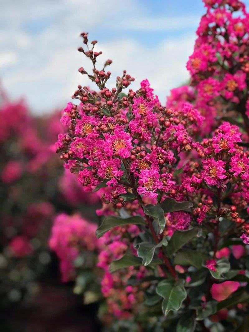 First Editions 1-1.5 ft tall Plum Magic Crape Myrtle Live Tree in 1-Gallon Grower Pot