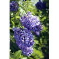 thumbnail image 2 of Amethyst Falls Wisteria Vine - 4" Pot, 2 of 4